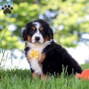 Beetle Boy, Mini Bernedoodle Puppy